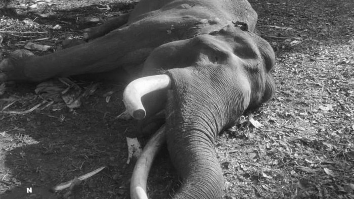 Gajah Sumatera Indro Mati di Tesso Nilo, Komplikasi Kesehatan Fase Musth Jadi Biang Keladi