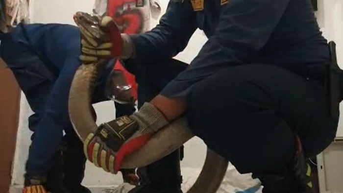 King Cobra 3 Meter Masuk Rumah Warga di Bogor, Damkar Turun Tangan
