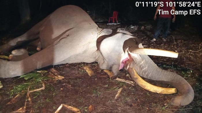 Kronologi Kematian Kapten Indro Sang Gajah Penjaga Konflik Tesso Nilo