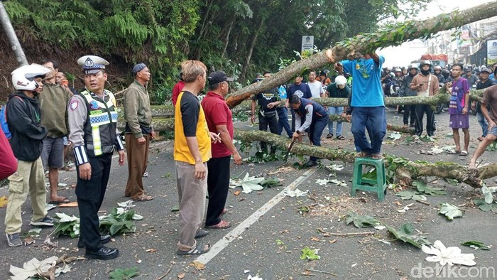 Pohon Tumbang di Ciampea Bogor Timpa Sepeda Motor dan Gerobak PKL, Arus Lalu Lintas Terganggu