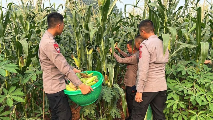 Brimob Polda Metro Jaya Panen Jagung di Lahan Mako, Wujud Dukungan Ketahanan Pangan