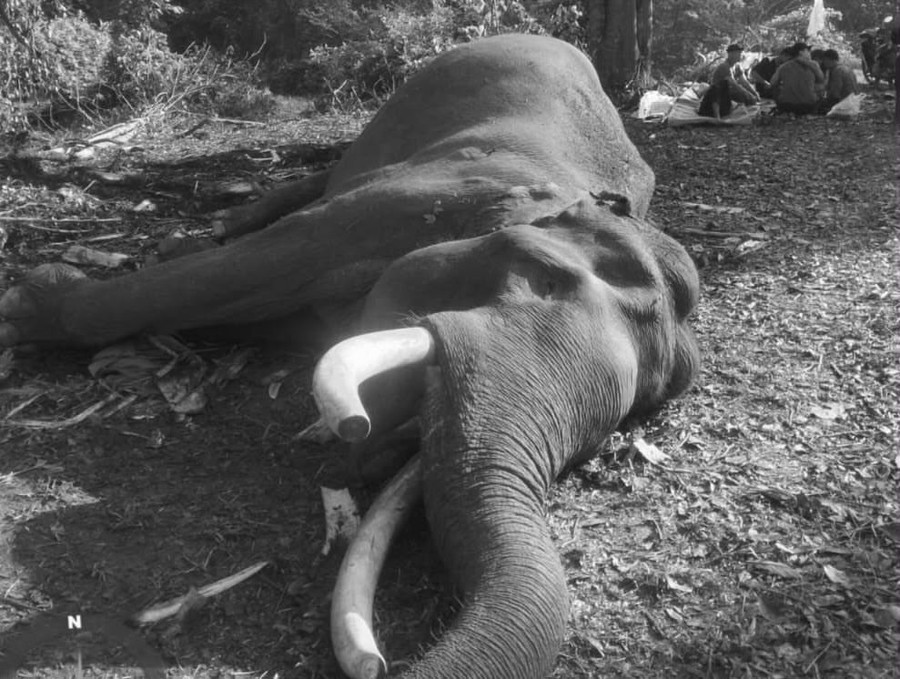 Gajah Indro Mati Akibat Komplikasi Pasca-Fase Musth