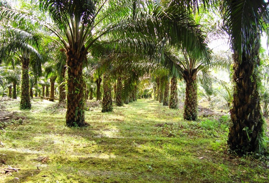 GAPKI Nilai Inovasi & Teknologi Jadi Kebutuhan Strategis Industri Sawit