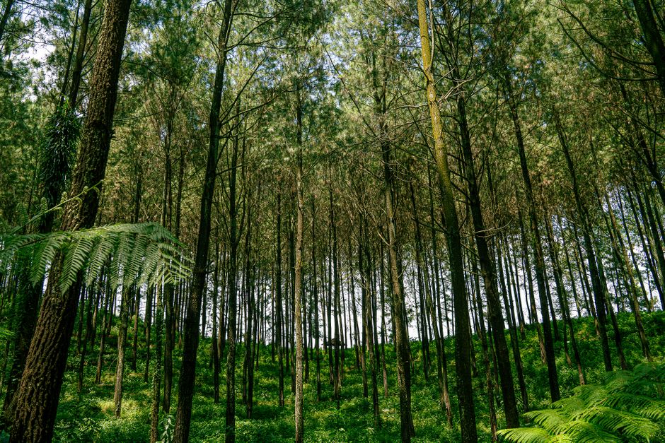 Menjelajah Agrowisata Kopi Jawa Timur: Wisata Edukasi Beraroma Nusantara