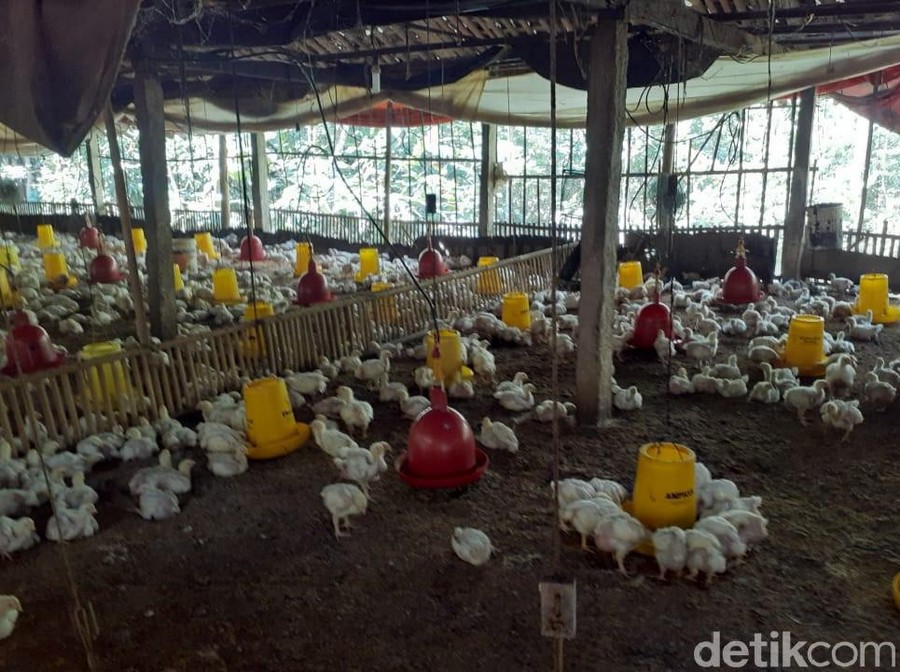 Terdepan.id, Jakarta  – Kementerian Pertanian (Kementan) akhirnya memberikan tanggapan resmi mengenai anjloknya harga 