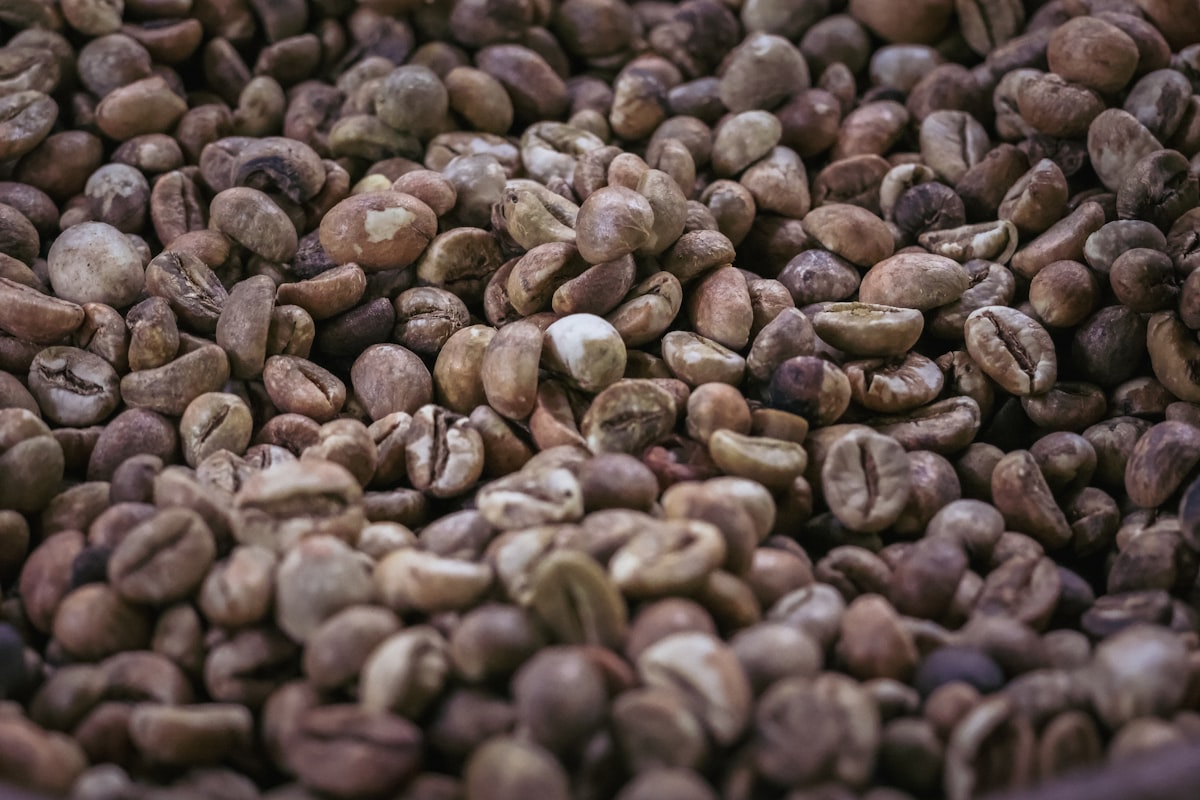 Kopi Luwak: Antara Kontroversi dan Kemewahan Kopi Termahal