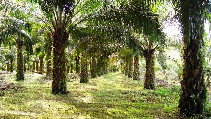 GAPKI: Inovasi dan Teknologi Jadi Kunci Bertahan Industri Sawit Nasional