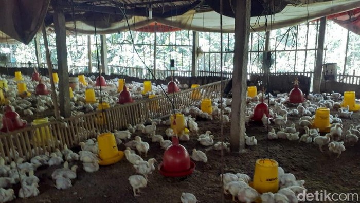 Harga Ayam Peternak Anjlok, Kementan Buka Suara