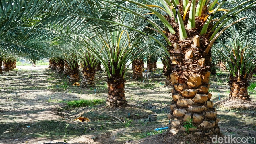 Kebun Sawit Milik Negara di Aceh Utara Dijarah, Kerugian Tembus Miliaran Rupiah