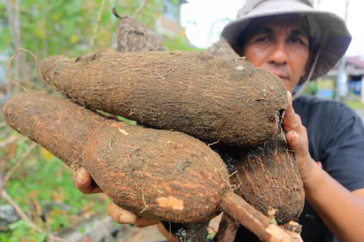 Tepung Singkong Padamkan Karhutla, Ilmuwan: Perlu Formulasi Tepat